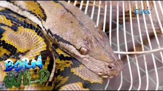 Born to be Wild: Doc Ferds gets attacked by an aggressive reticulated python!