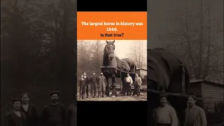 The largest horse in history was 1846. Is that true? #history #information #interestingfacts