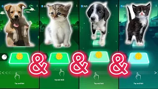 Cute Cats & Cute Dogs: SHAKIRA - Waka Waka & Lady Gaga Bloody Mary & Imagine Dragons x J.I.D - Enemy