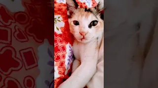 crush khaichi 😁 || cutie pie ❤️❤️ || Cats beauty 😍|| Subscribe my channel 👍|| @Dream