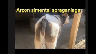 Simmental buqa soraganlaga ☎️sotildi