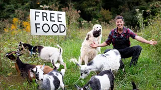 Rotational Grazing and Regenerative Agriculture with Livestock