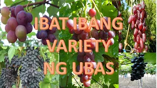 IBAT IBANG VARIETY NG UBAS | GRAPES