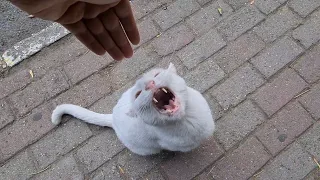 Angry White Cat never changes He's a Monster.