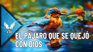 EL PÁJARO QUE SE QUEJÓ CON DIOS, Reflexiones de la vida - Soy De Dios