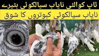 وہ آئی پی نایاب سیالکوٹی بٹیرے کبوتروں کا شوق