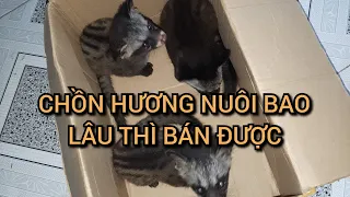 Nuôi Chồn Hương Sinh Sản - Chồn Hương Nuôi Bao Lâu Thì Bán Được