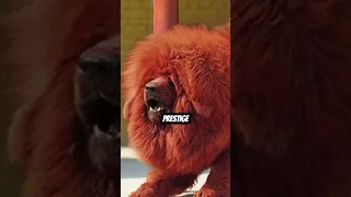 World Most Expensive Dog Breed Tibetan Mastiff