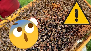 Notfall im Bienenvolk ! Was soll der Imker tun ???