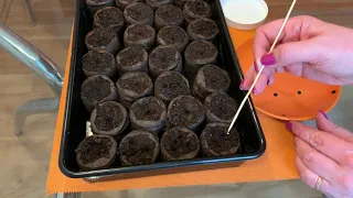 Как посеять петунию в торфяные таблетки
