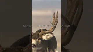 Thick Wyoming mule deer rutting a doe! Enjoy.