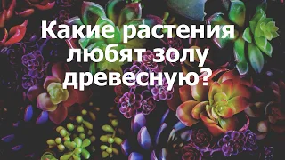 Какие растения любят золу древесную?