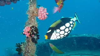 Diving Embudu House Reef and other dive sites in the South Male Atoll, Maldives February 2019