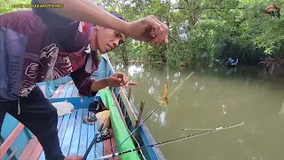 Live Shrimp Bait, Playing in the small river..