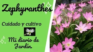 Zephyranthes Cefirante o LIRIO DE LLUVIA, mi diario de jardín