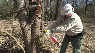 Percy Priest WMA Bradford Pear Eradication