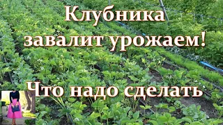 Как получить хороший урожай клубники. Что сделать, чтобы клубника была крупной. Подкормки и советы