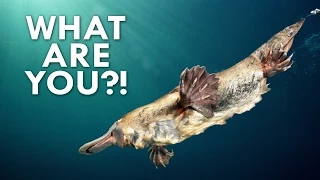 Everything about the Platypus is Weird