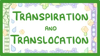 GCSE Biology - Transport in plants - Translocation (Phloem) and Transpiration (Xylem)  #51