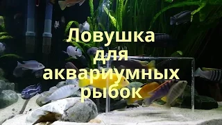 Ловушка для аквариумных рыбок Hobby Genius. Малавийские цихлиды 540л.