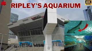RIPLEY'S AQUARIUM WALKING TOUR | TORONTO CANADA #ripleysaquarium