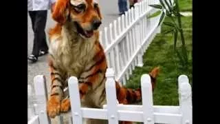 Приколы:Собаку можно переделать в тигра