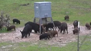 Bowhunting Hogs In The Rain