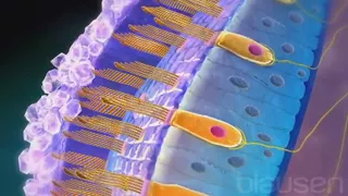 Oreille interne les récepteurs de l’équilibre