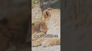 Roaring Laughs: Crazy Lion Facts