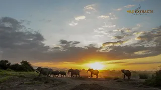 Elephants in the Sunset || Amboseli National Park || Wild Extracts