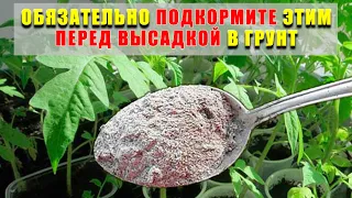 ПОСЛЕДНЯЯ И САМАЯ ВАЖНАЯ подкормка рассады томатов перед высадкой в грунт!