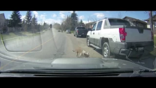 Dog falls out car window (its fine!)