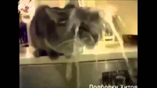 Смешные кошки.Прикольные животные.Funny  Cats 2 Funny Cat Videos Better Than Funny Pranks  Smile!