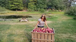 Colhendo maçã na fazenda.