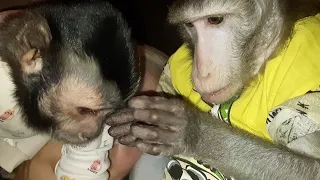 Перед сном,Федя и Ульяна ( домашние обезьянки)#monkey #обезьяна #macaque #capuchinmonkey