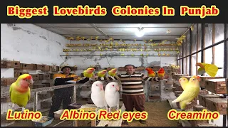 Biggest Lovebirds Colonies In Punjab||Lutino , Albino Red Eyes , Creamino Love Birds||Amazing birds|
