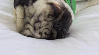 СМЕШНЫЕ МОПСЫ   FUNNY PUGS