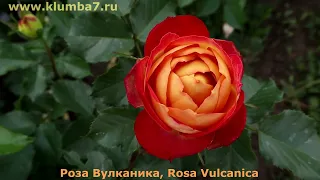 Сорта роз с мощным и длительным повторным цветением, идеальны для средней полосы России!