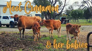 Welcome to the family Cinnamon & the babies. 🐂🐮🐮🐮