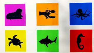 Hewan Laut: Anjing laut, Penyu, Gurita, Lobster, Ikan Pari, Kuda Laut.