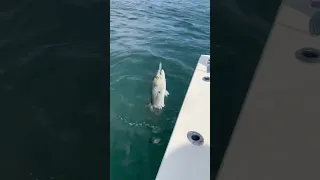 🎣 INTERCEPTION! 🦈 Watch as a shark snatches a bluefish right off a fisherman’s line near Nantucket