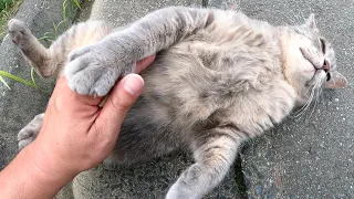 A fat gray cat is touched by a human in an unprotected posture