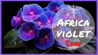 Unveiling the Enchanting #africanviolet