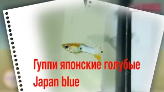 Как вам нравятся гуппи  /how do you like guppy???