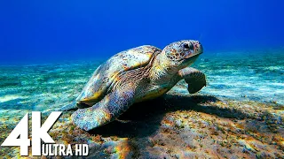 3 HOURS of 4K Underwater Wonders + Relaxing Music - Coral Reefs & Colorful Sea Life in UHD