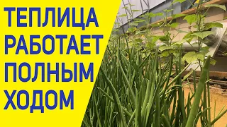 Выращивание в теплице 🥒 ждем первый урожай