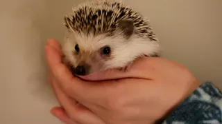 Cute hedgehog sniffing - but what does it mean?