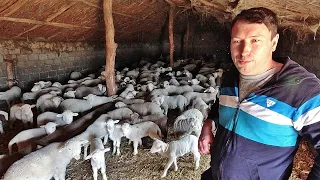 150 DE MIEI MERINOS FOARTE FRUMOSI IN SAIVANUL DOMNULUI PITICAS GEORGIAN EMIL ,CARJELARI JUD.TULCEA