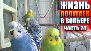 🦜 Попугайчик Сэм и Пэм поют для самочек | Жизнь волнистиков в вольере. Волнистый попугай кричит!