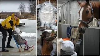 Милана,  лошадки, пони и кролики - едем на конюшню / Milana visits a stable to play with horses